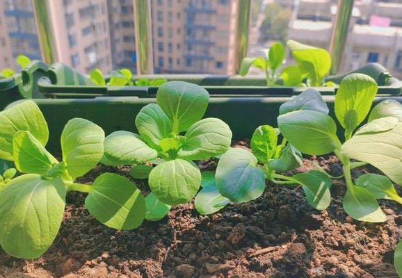 在家种植什么简单又赚钱（在家种植什么最赚钱）