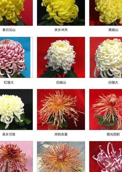 菊花都有什么颜色（菊花都有什么颜色及品种图片）