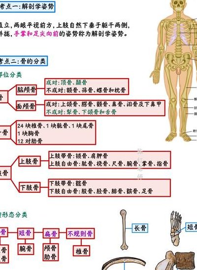 运动系统（运动系统的组成）