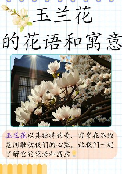 白玉兰花语（白玉兰花语精神寓意）