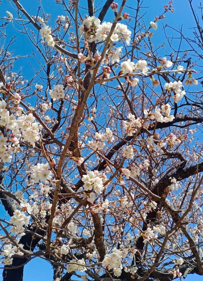 樱桃树开花（樱桃树开花的样子图片）