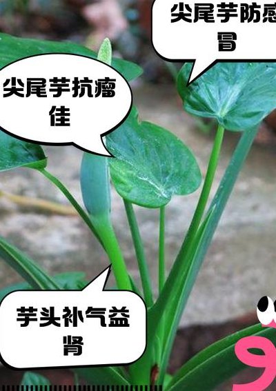 尖尾芋与龟背竹区别（尖尾芋可以吃吗）