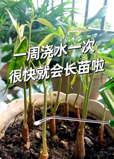 榴莲核怎么种盆栽（榴莲核能种吗?榴莲核怎么种盆栽?）