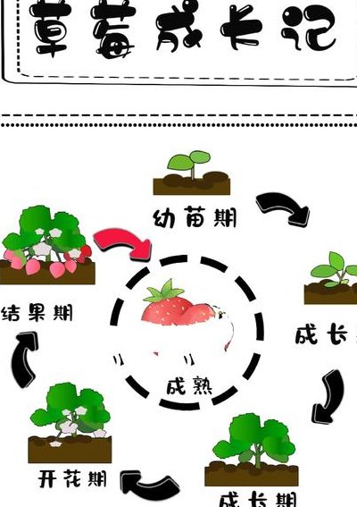 草莓生长周期（草莓生长周期图解）