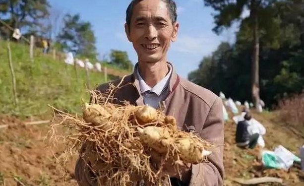 农村种植什么不愁销路（农村种植什么不愁销路呢）