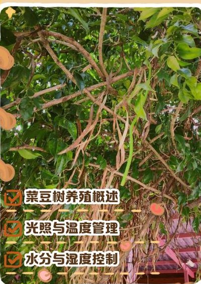 菜豆树的正确养殖方法（菜豆树的种植方法）