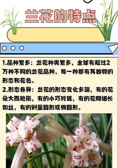 兰花的特点（兰花的特点功效）