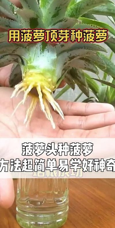 菠萝头能不能种出菠萝（菠萝头可以种出菠萝吗）