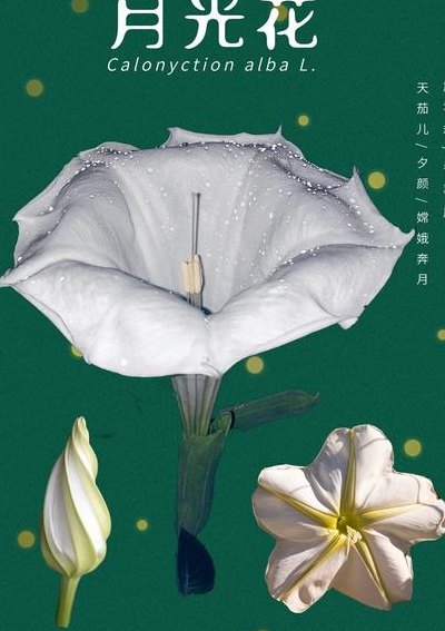 月光花什么时候开花（月光花什么时候开花早上还是晚上）