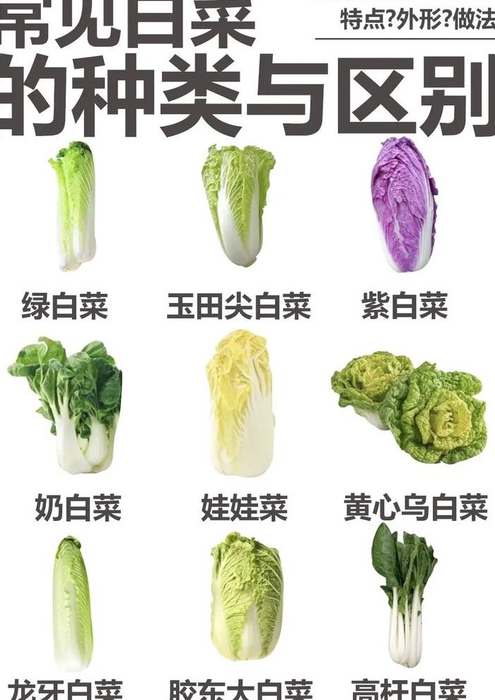 白菜属于什么科（白菜属于什么科目的菜）