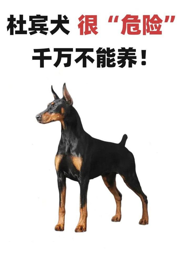 杜宾犬咬人吗（杜宾犬咬人吗?咬狗吗）