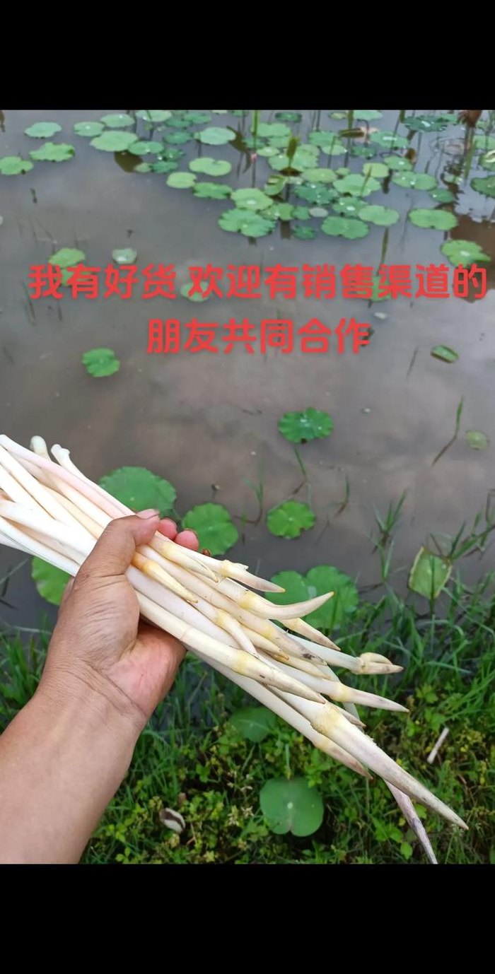 藕尖是藕的哪部分（藕尖儿是什么）