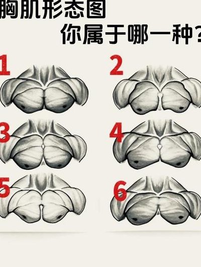 胸肌形状对照表图（胸肌各种形状）