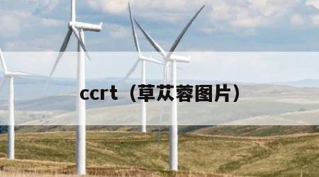 ccrt（草苁蓉图片）