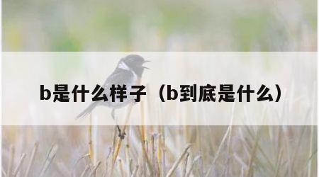 b是什么样子（b到底是什么）