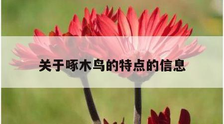 关于啄木鸟的特点的信息