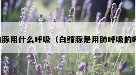 白豚用什么呼吸（白鳍豚是用肺呼吸的吗）