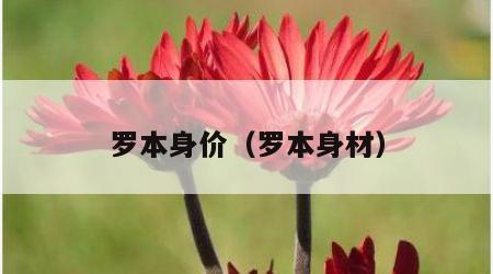 罗本身价（罗本身材）