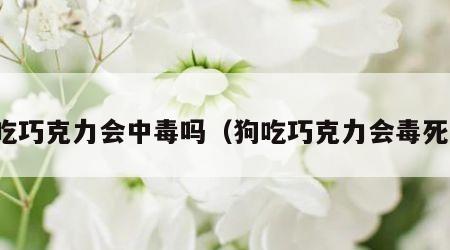 狗吃巧克力会中毒吗（狗吃巧克力会毒死吗）