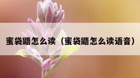 蜜袋鼯怎么读（蜜袋鼯怎么读语音）