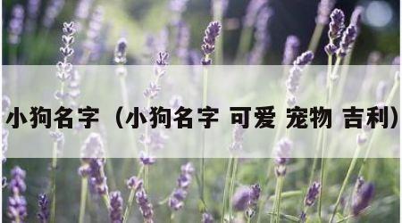 小狗名字（小狗名字 可爱 宠物 吉利）