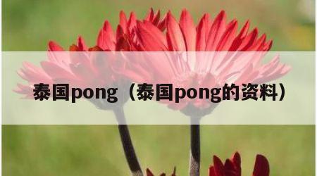 泰国pong（泰国pong的资料）