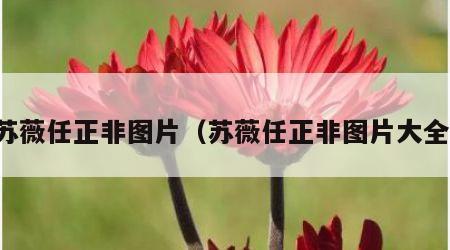 苏薇任正非图片（苏薇任正非图片大全）