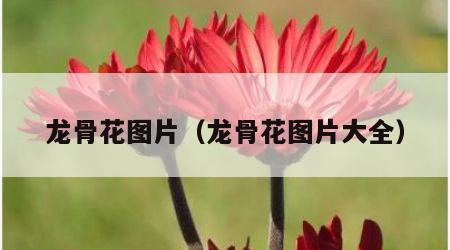 龙骨花图片（龙骨花图片大全）