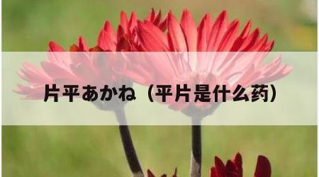 片平あかね（平片是什么药）