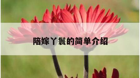 陪嫁丫鬟的简单介绍