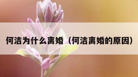 何洁为什么离婚（何洁离婚的原因）