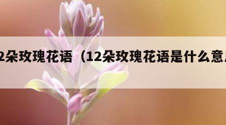 12朵玫瑰花语（12朵玫瑰花语是什么意思）