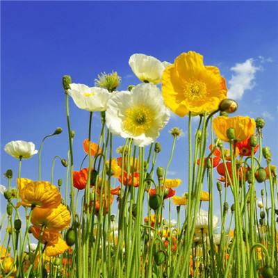 芒果体育app下载
