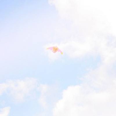 双彩网手机app下载